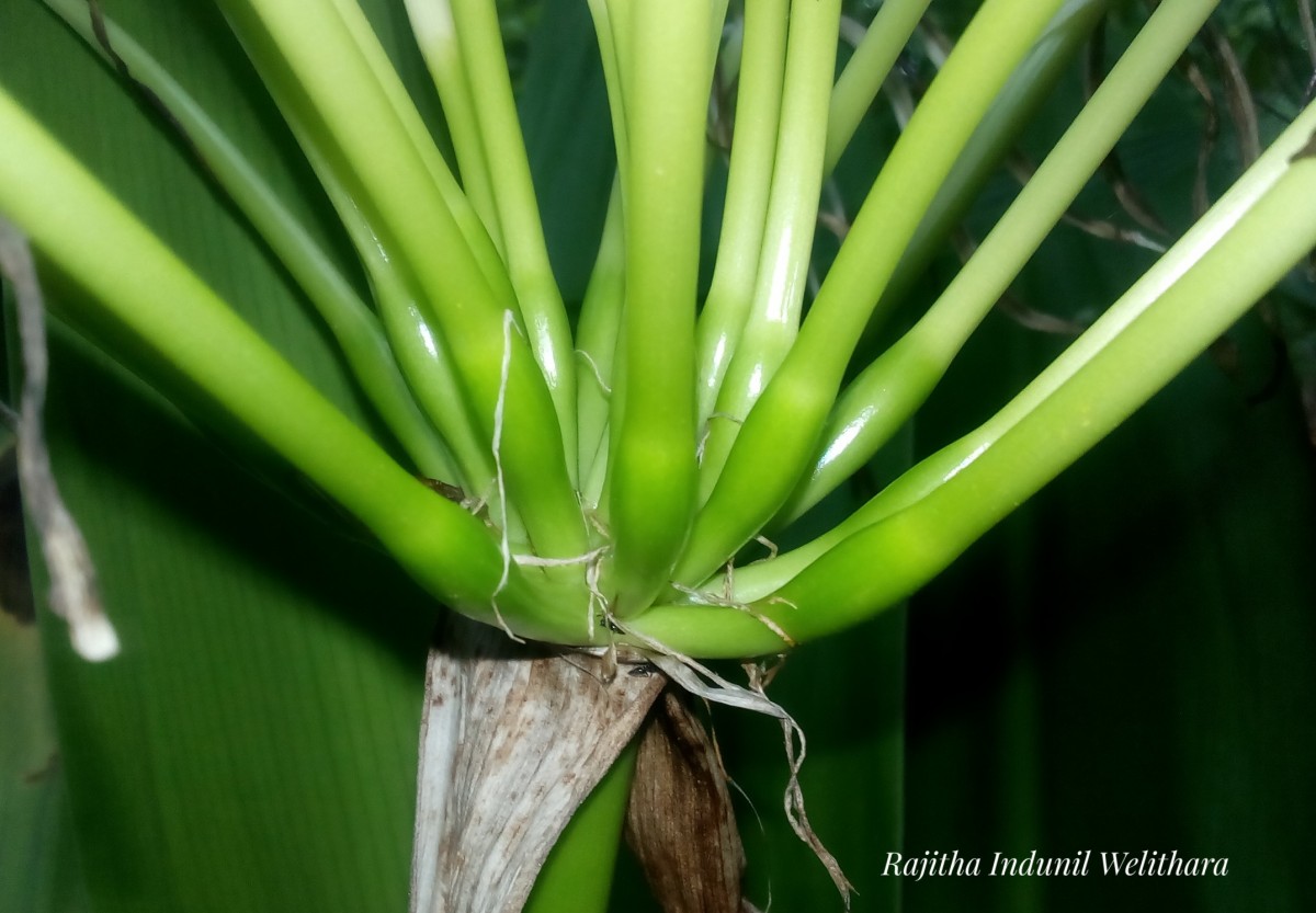 Crinum asiaticum L.